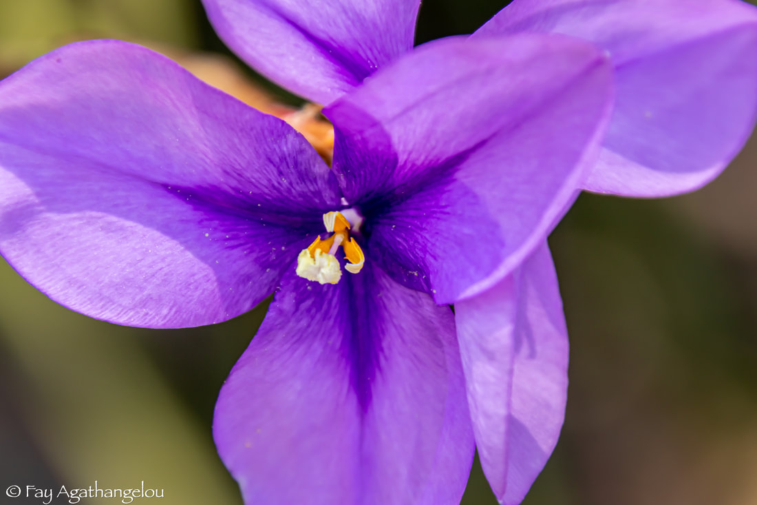 Purple flag flower (Patersonia occidentalis – Native Iris)